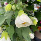 Abutilon 'White'  (Floarea artar)