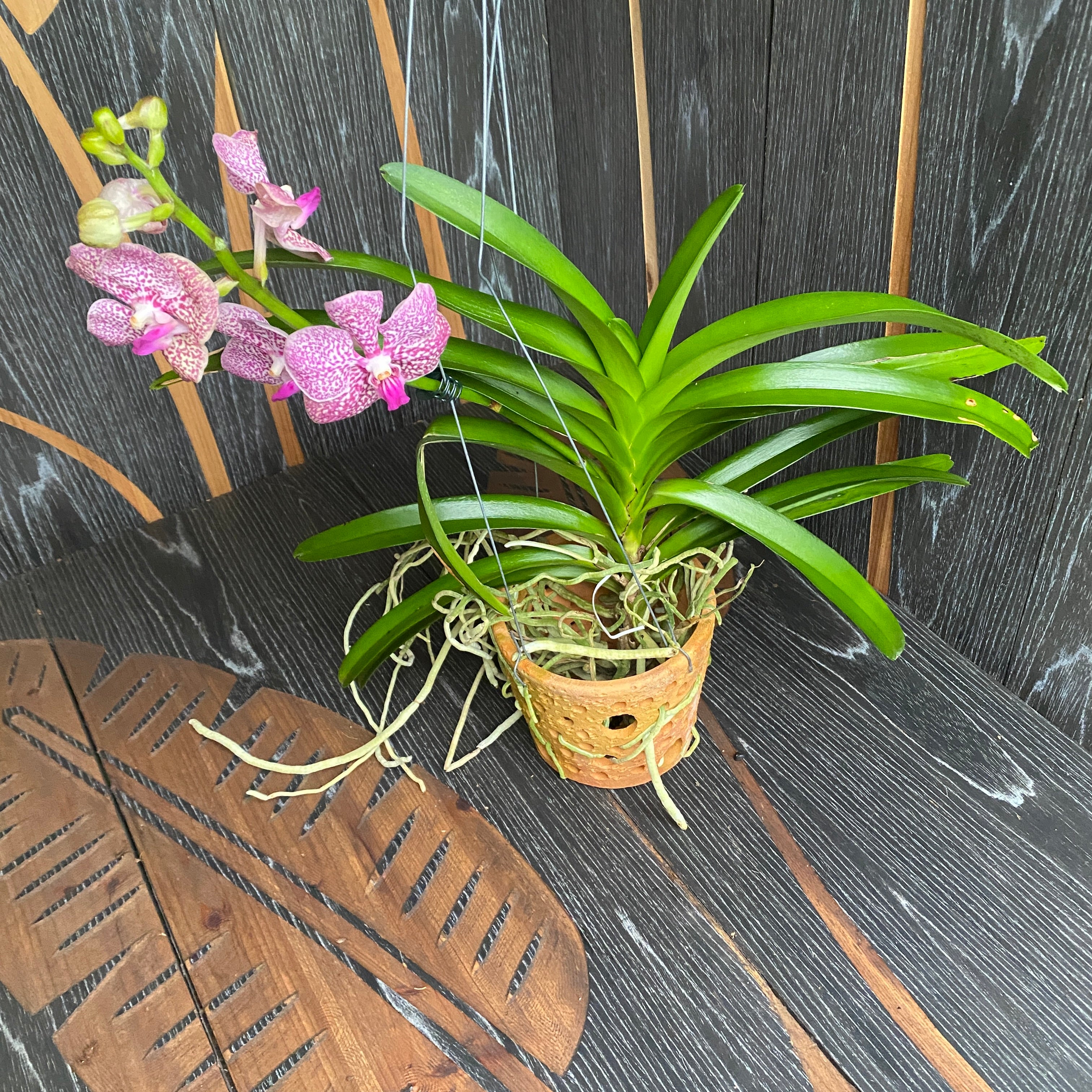 Vanda NITAYA Tropical Punch (Ansu)