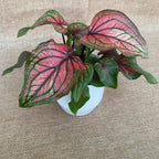 Caladium 'Lucia Pink’
