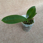 Phalaenopsis stuartiana var. nobilis mirisna