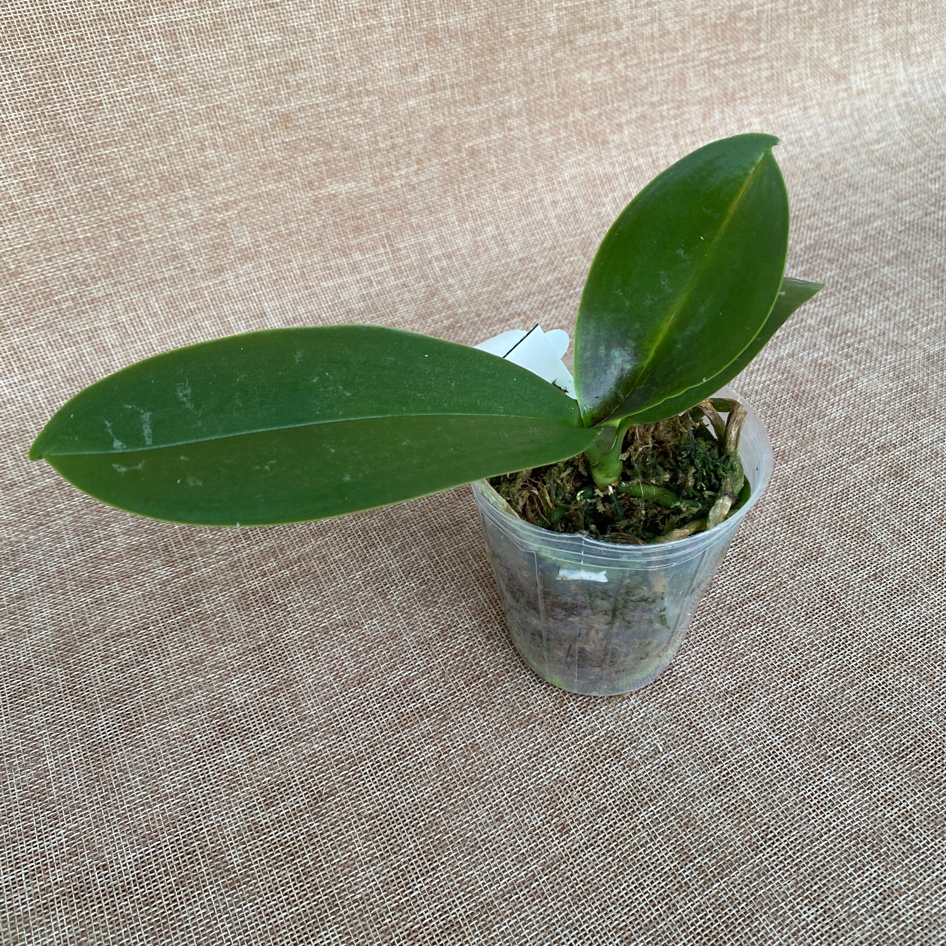 Phalaenopsis stuartiana var. nobilis parfumée