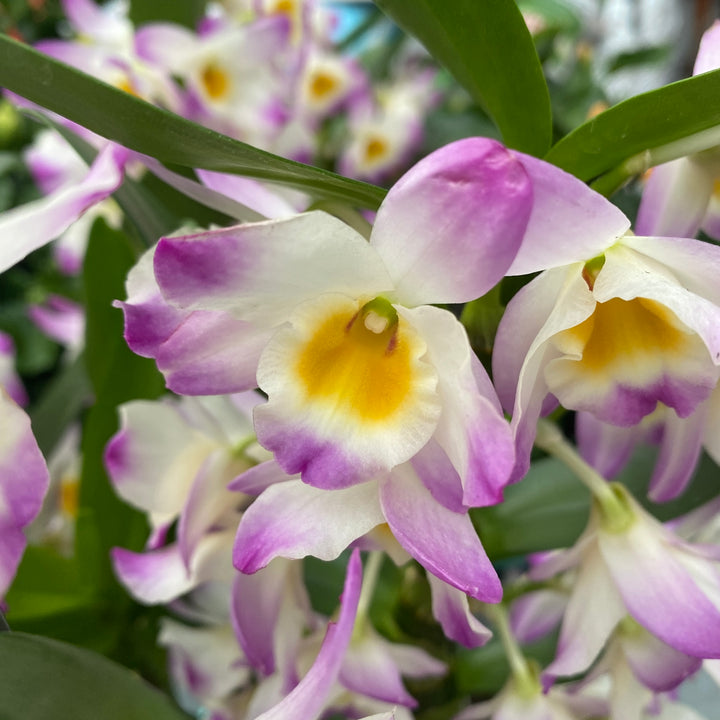 Dendrobium 'Bright Eye'