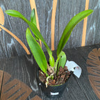 Rlc. Chian-Tzy General 'CT-Tony'