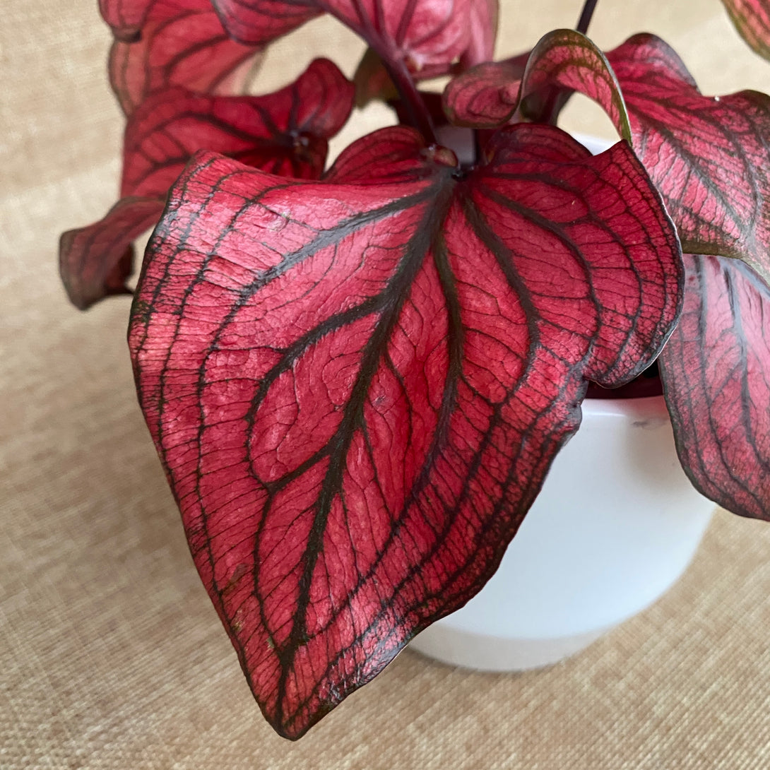 Flora Ria Red Roz Caladium 'Lucia Red’ – Floraria Secret Garden (SG)
