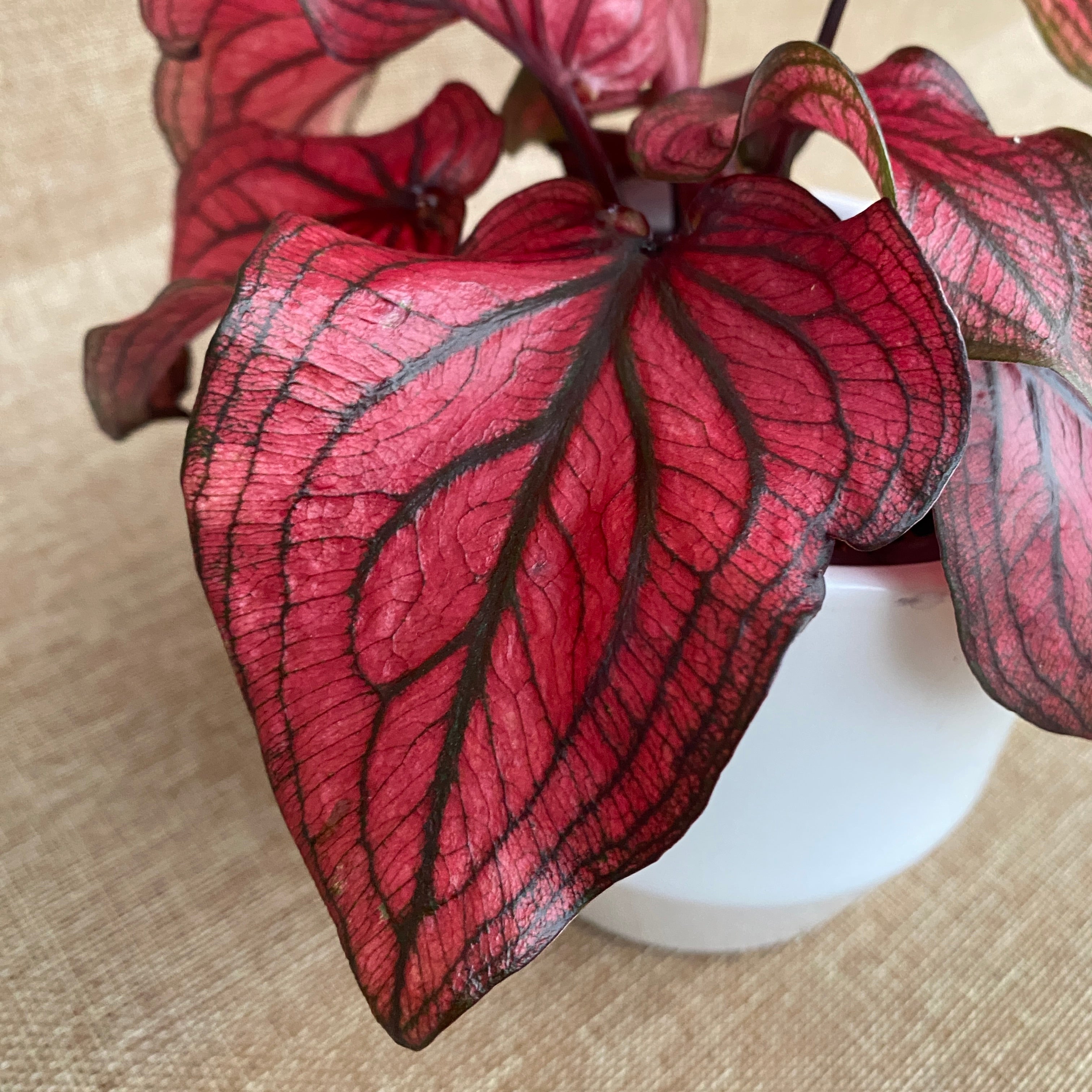 Caladium 'Lucia Red’