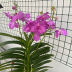 Vanda KANCHANA Magic Pink
