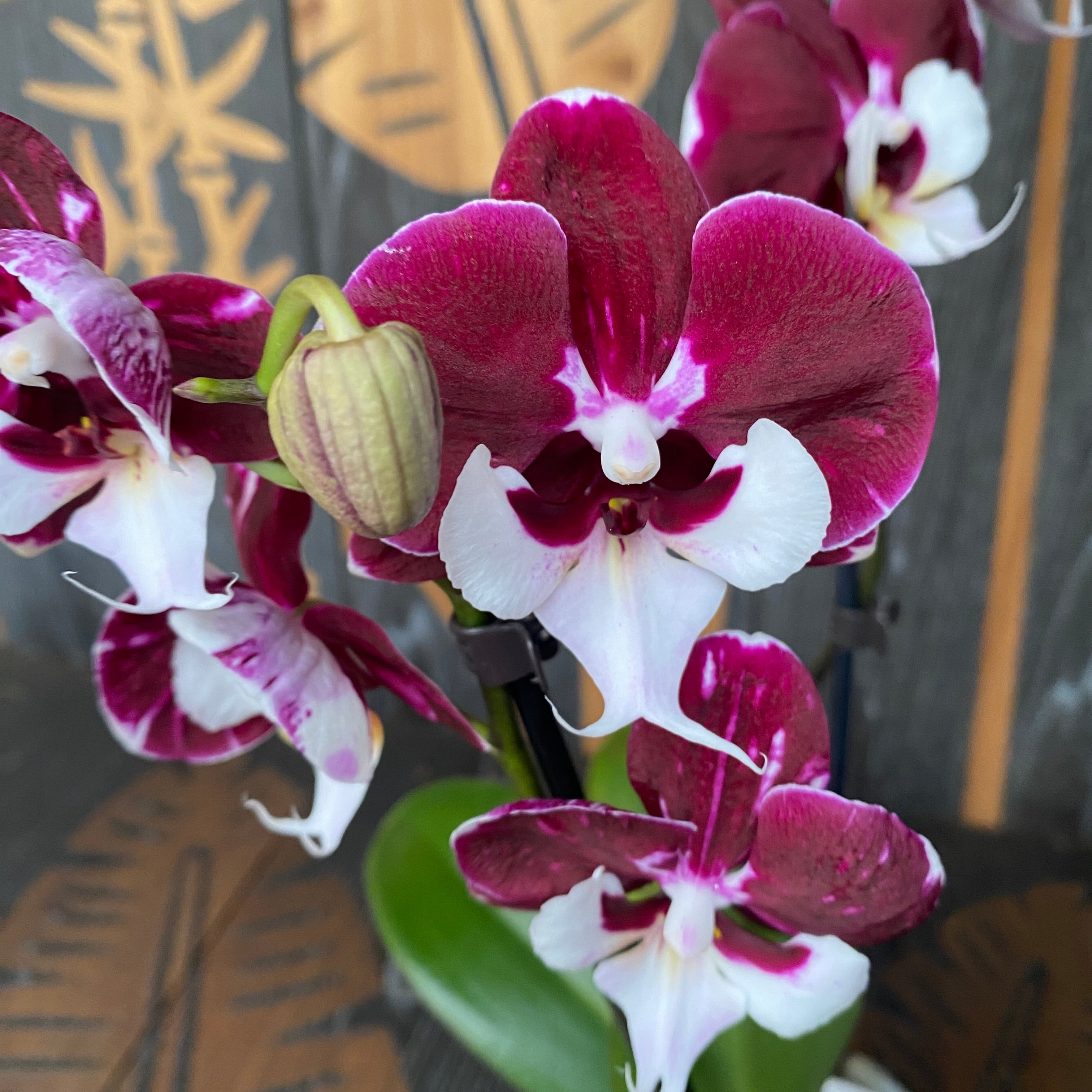 Phalaenopsis Allura Weihnachtsmann (große Lippe)