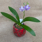 Phalaenopsis Kenneth Schubert '78' - peloric, fragrant