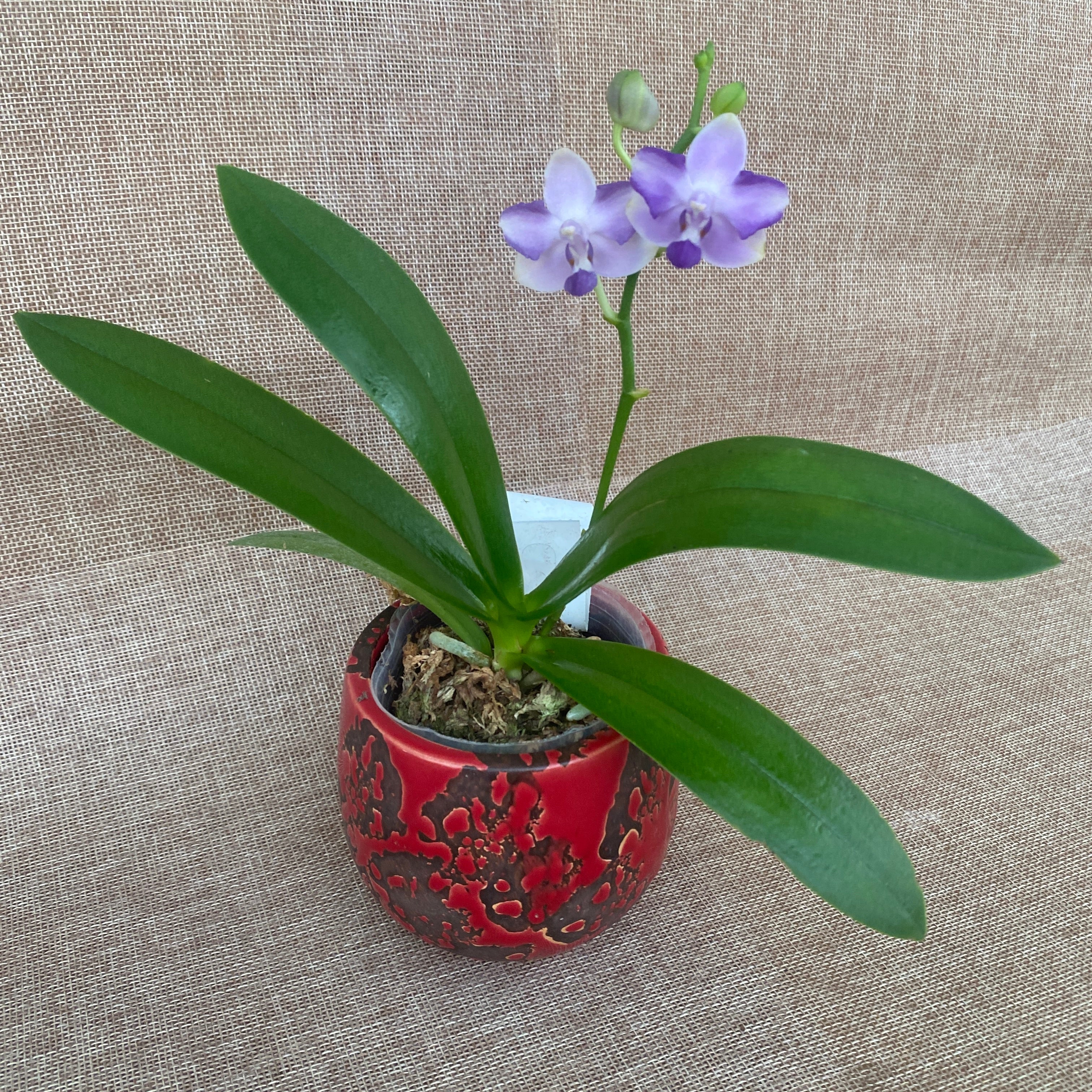 Phalaenopsis Kenneth Schubert '78' - pelorika, dišeča