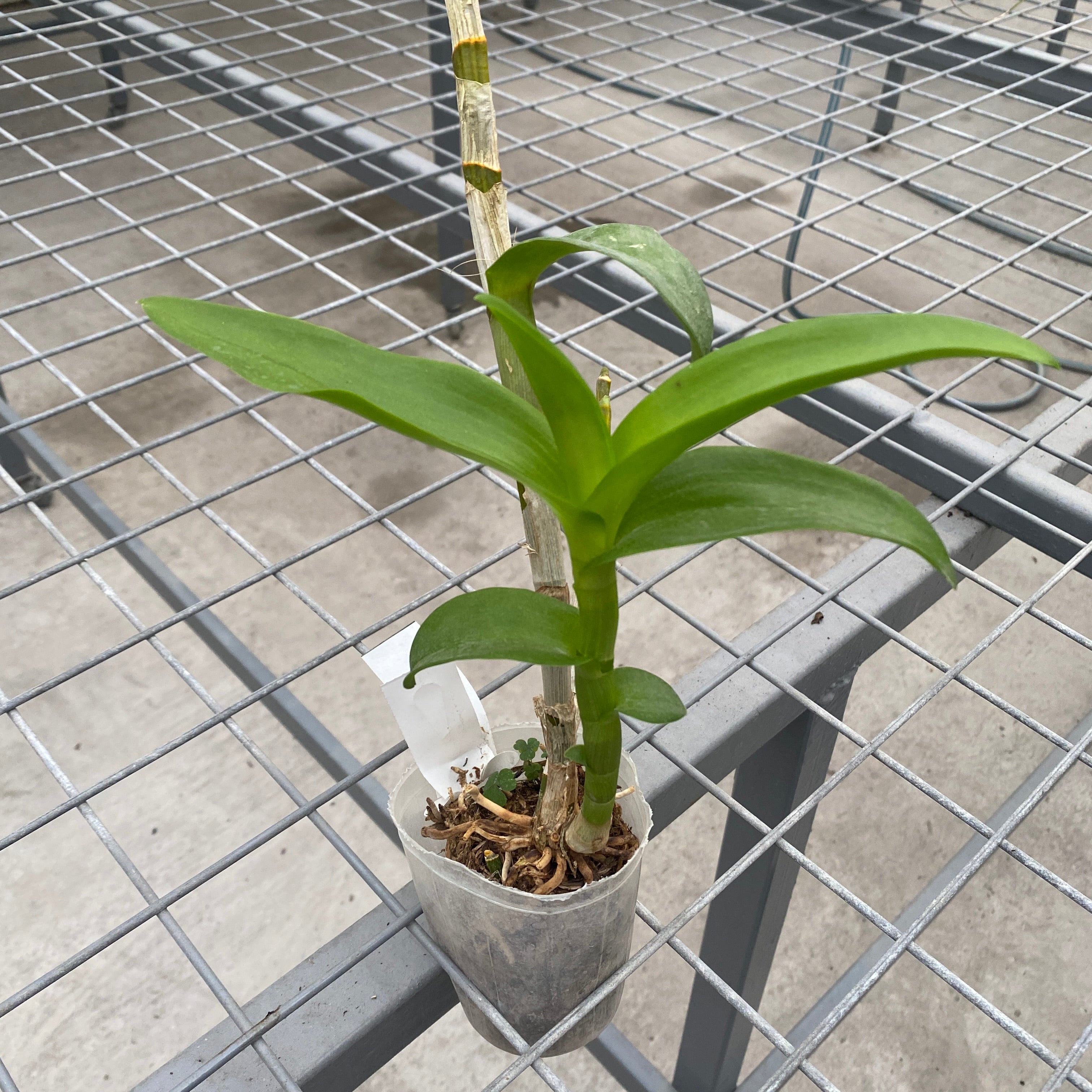 Dendrobium Burana Gold