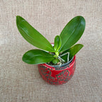 Phalaenopsis Miki Mok Choi Bear Queen '687' *voňavý