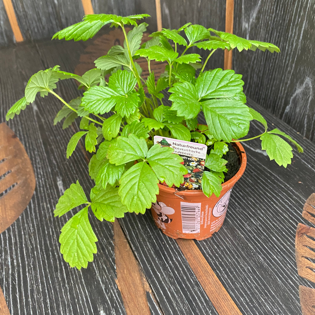 Alpske jagode - Fragaria vesca 'Alpen Rot'
