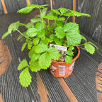 Truskawki alpejskie - Fragaria vesca 'Alpen Rot'