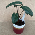 Alocasia 'Chocolate Green'