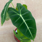 Alocasia micholitziana 'Frydek' (Taïwan)