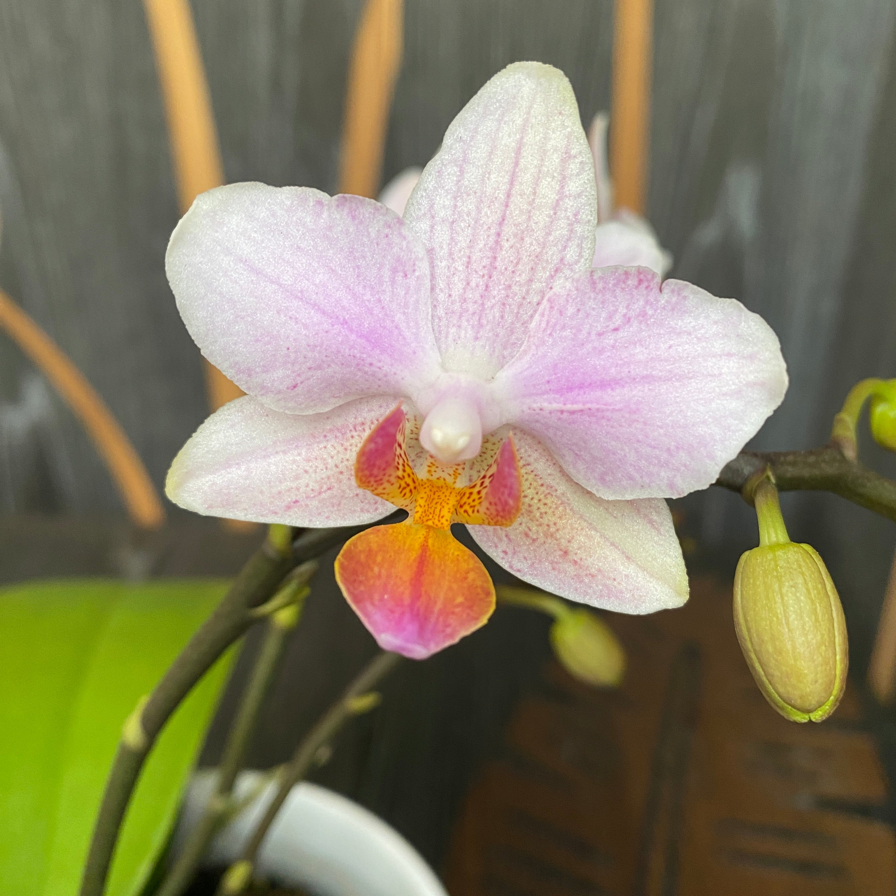 Phalaenopsis Pia
