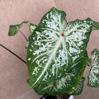 Caladium 'Hózápor'