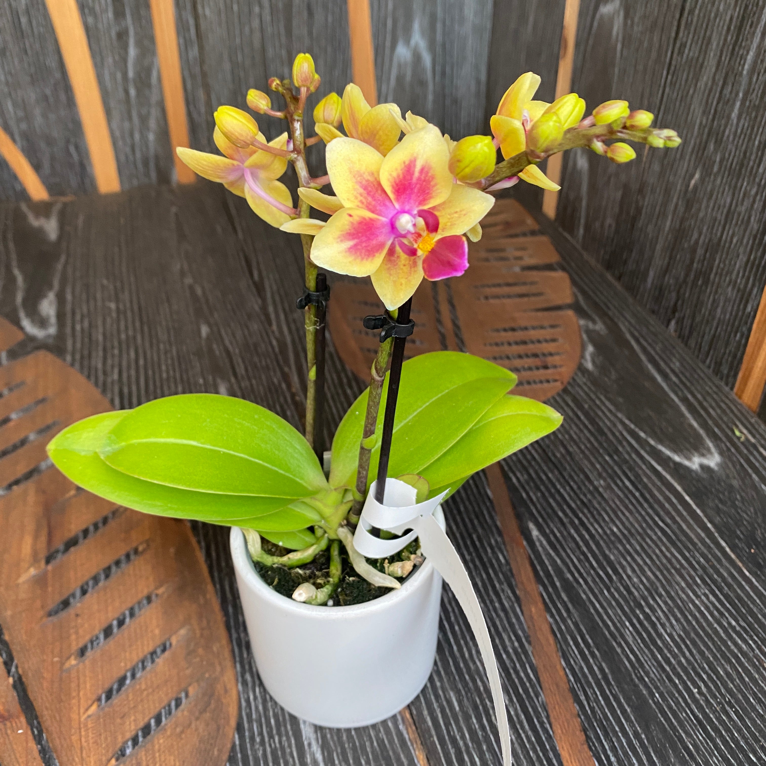 Phalaenopsis Sogo Gotris '1307'