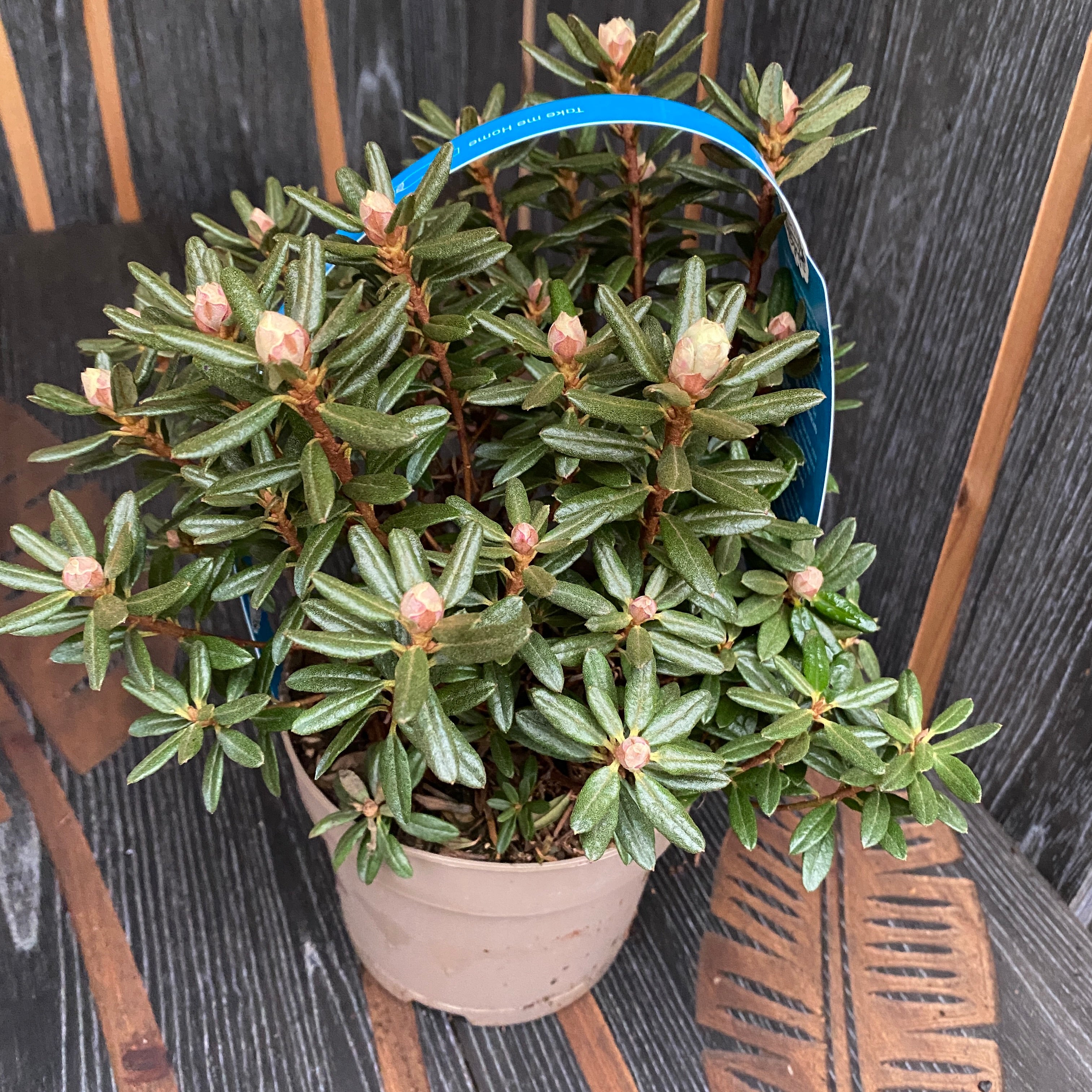 Zahradní azalka - Rhododendron impeditum 'Azurika'