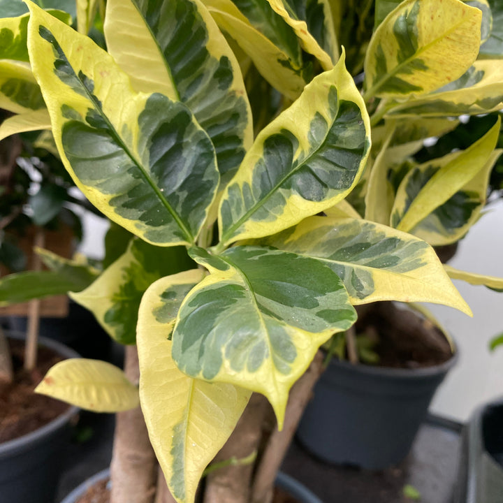 Croton Codiaeum variegatum 'Eburneum'