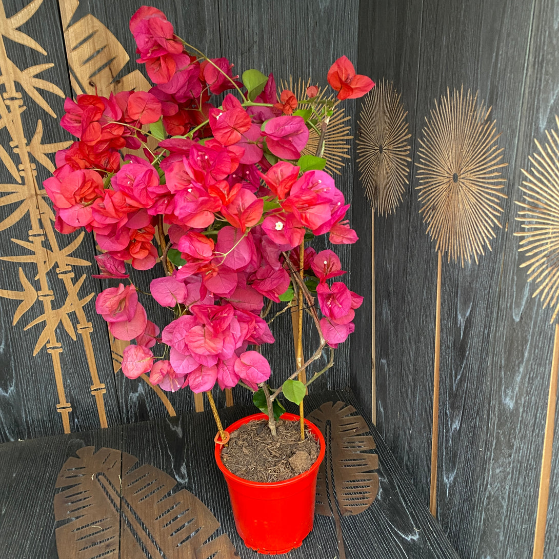 Bougainvillea 'Red' (rosu-ciclam) - Floarea de hartie