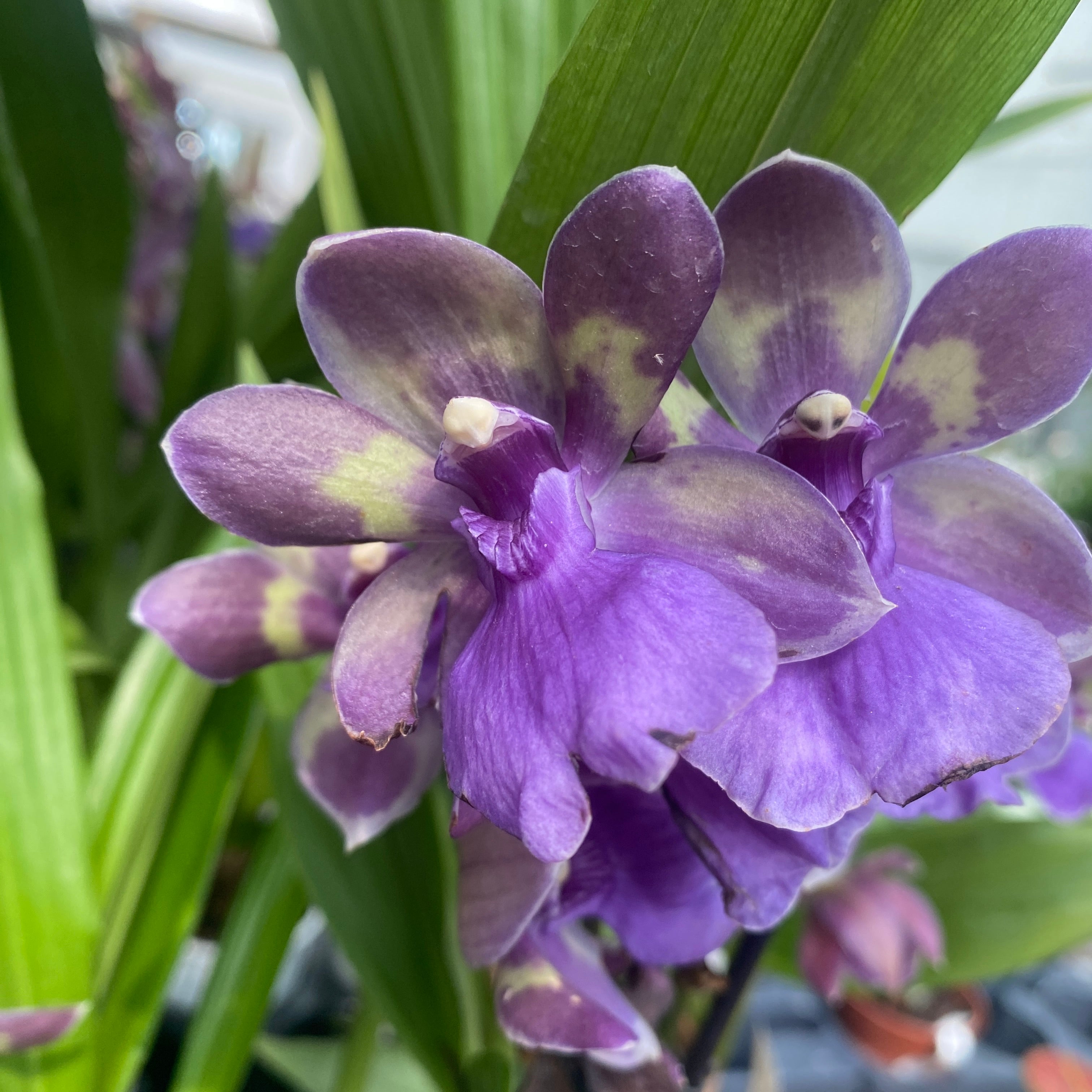 Zygonisia Rhein Blue Angel * parfumat