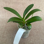 Phalaenopsis (Tzu Chiang Balm × Brother Sara Gold) 'ES-1'