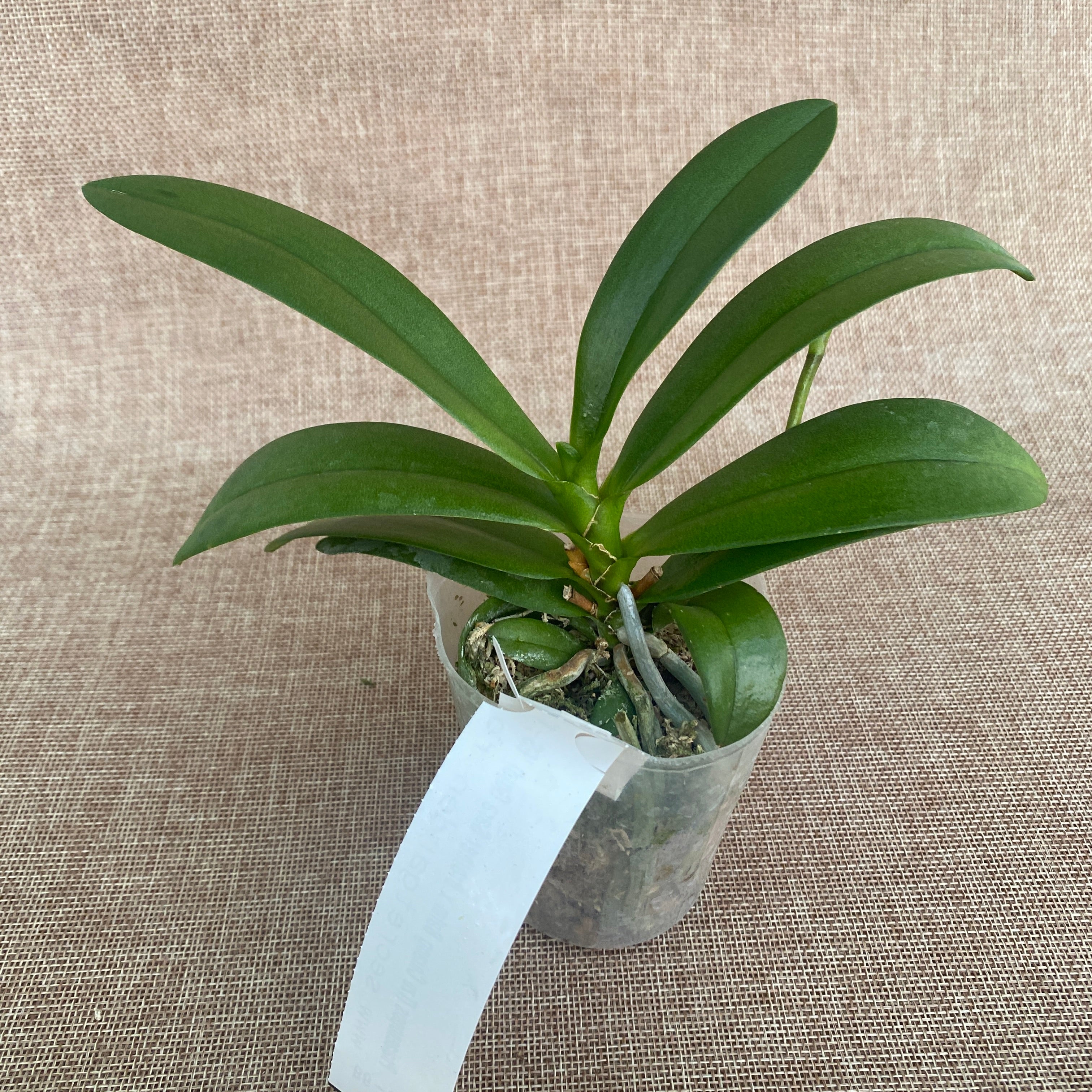 Phalaenopsis (Tzu Chiang Balm × Brother Sara Gold) 'ES-1'