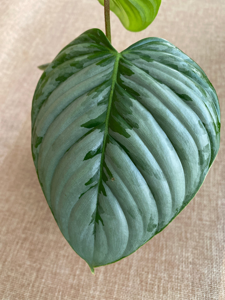 Philodendron sodiroi 