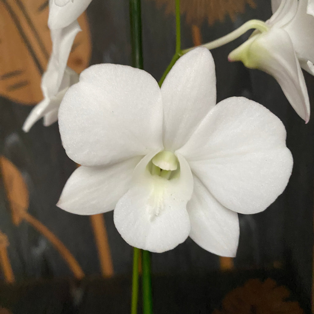 Dendrobium Phalaenopsis Surprise Blanche