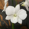 Dendrobium Phalaenopsis Weißes Überraschung