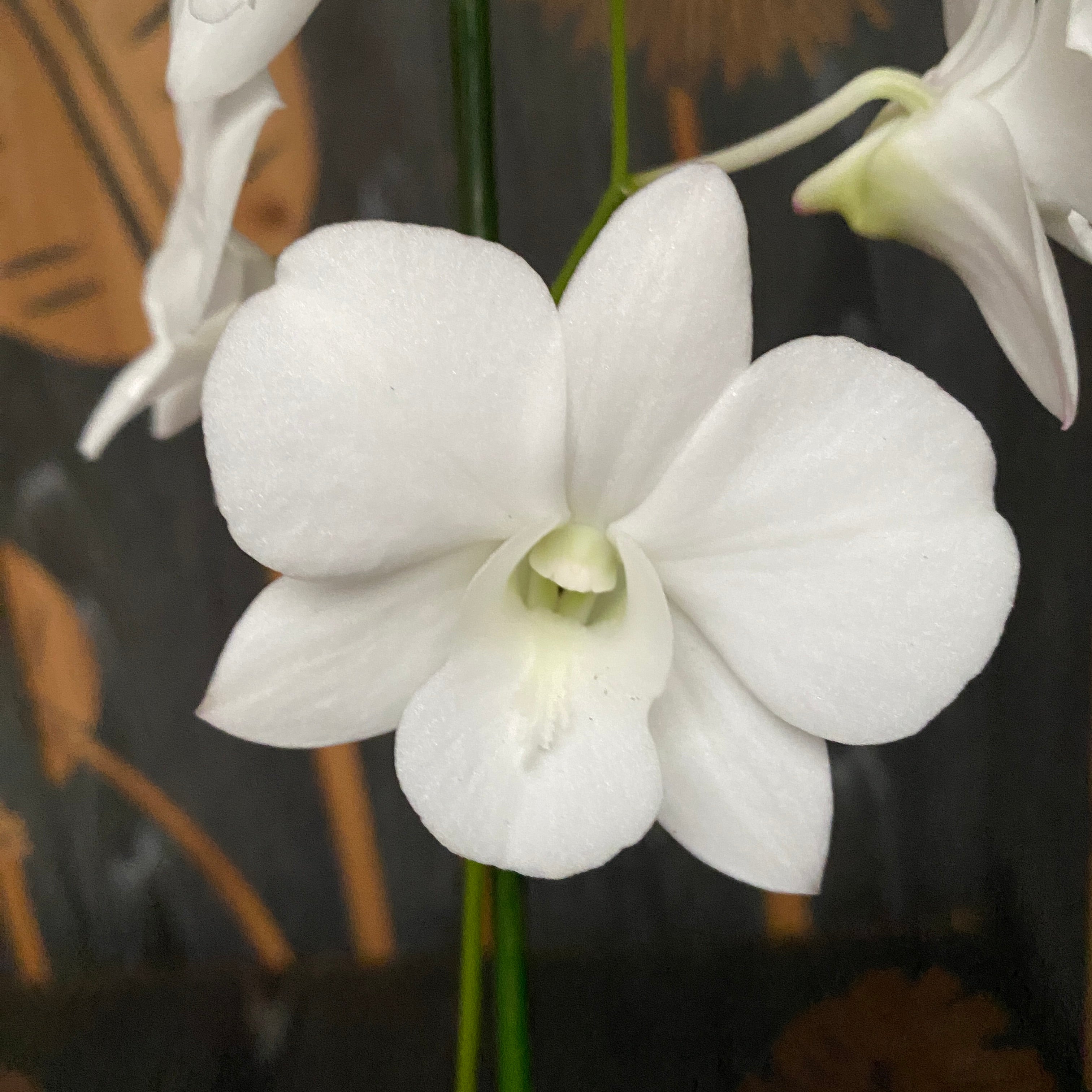 Dendrobium Phalaenopsis Weißes Überraschung