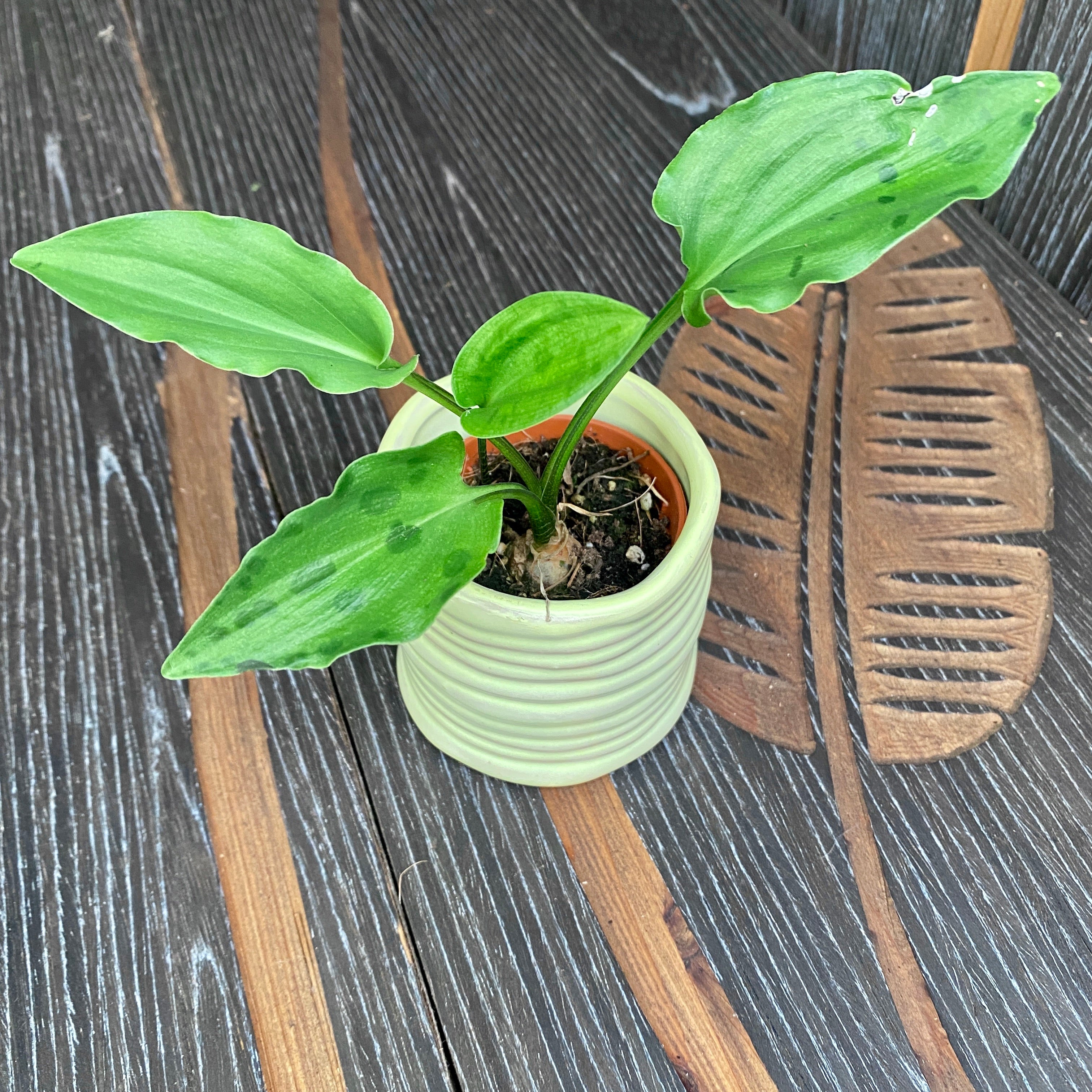 Drimiopsis maculata (Leopard Plant) babyplant