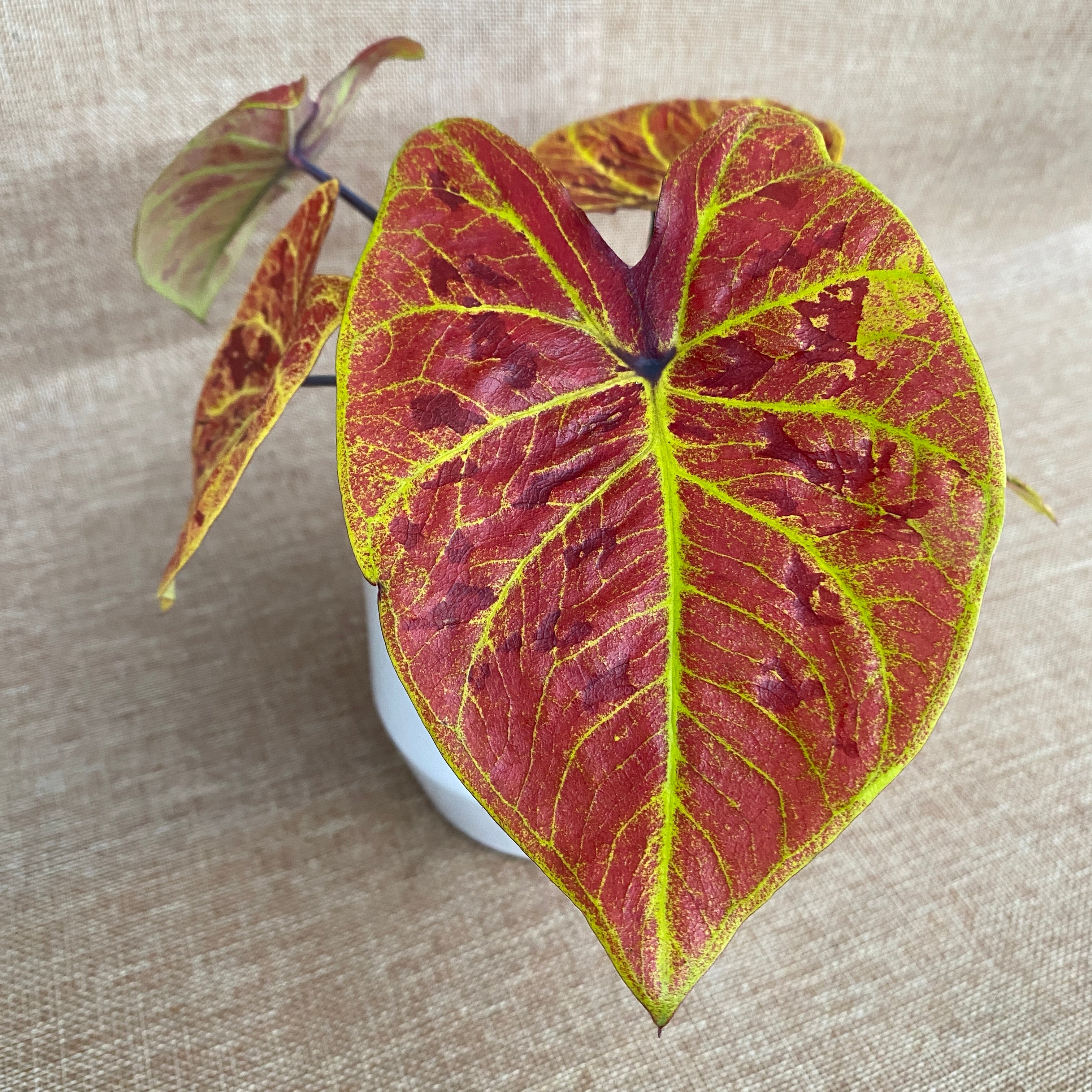 Caladium 'Elaine'