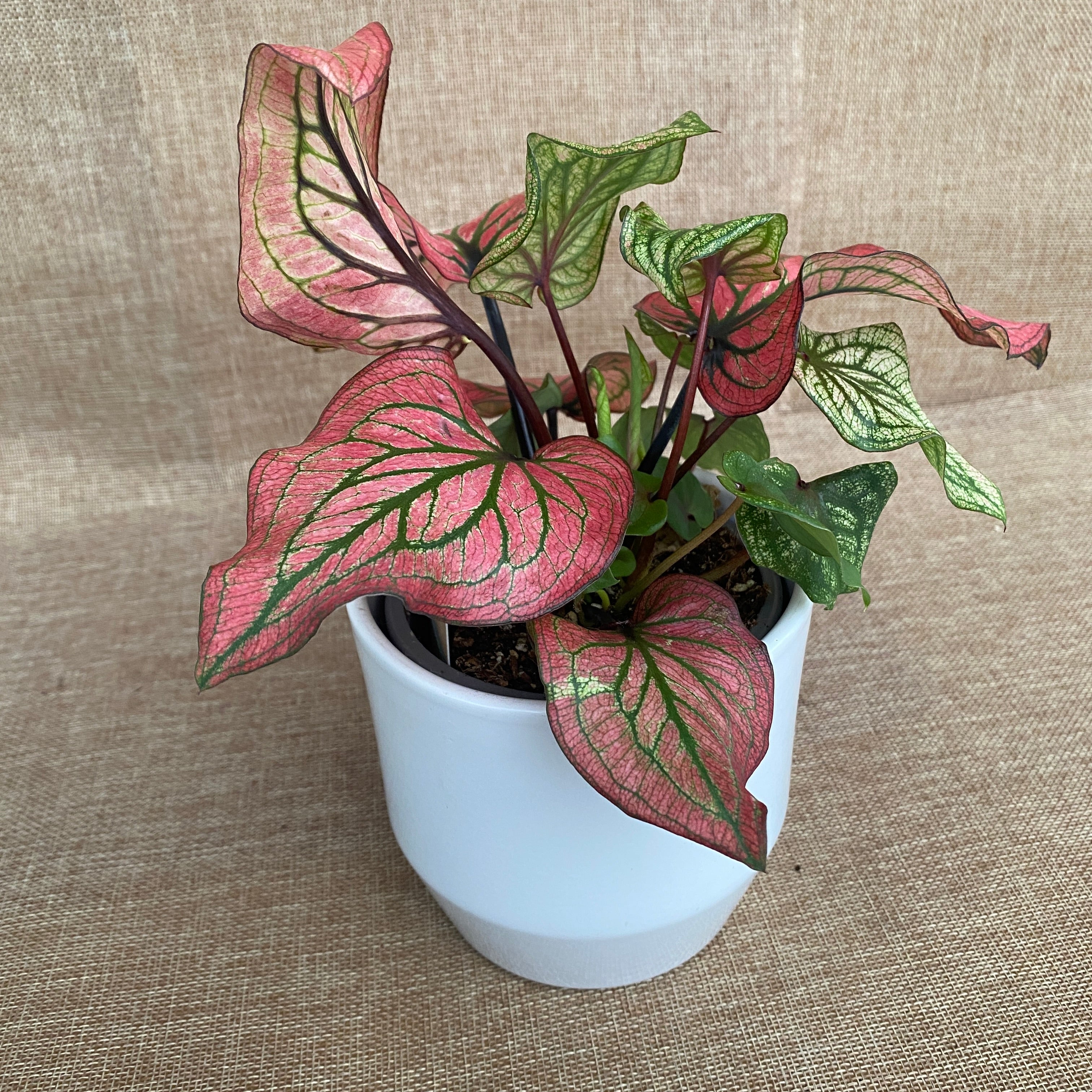 Caladium 'Lucia White'