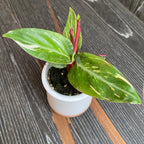 Stromanthe Sanguinea 'Magic Star' (kis növény)