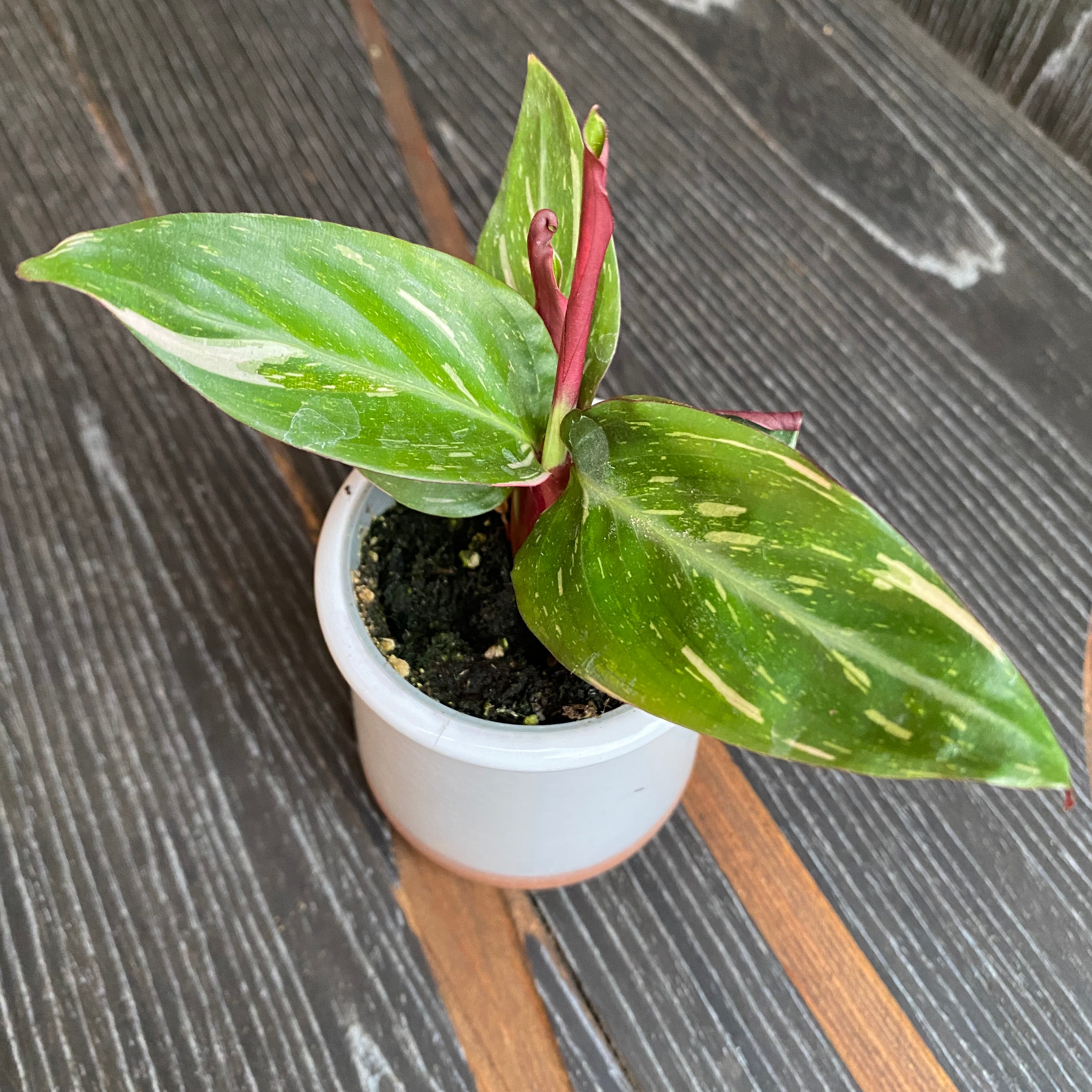 Stromanthe Sanguinea 'Magic Star' (babyplant)