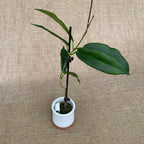 Hoya kaimuki 'Rouge'