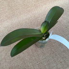 Phalaenopsis Trésor de Bouddha