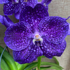 Vanda Tweed Blue XXL 4p (Ansu) - TWEED11