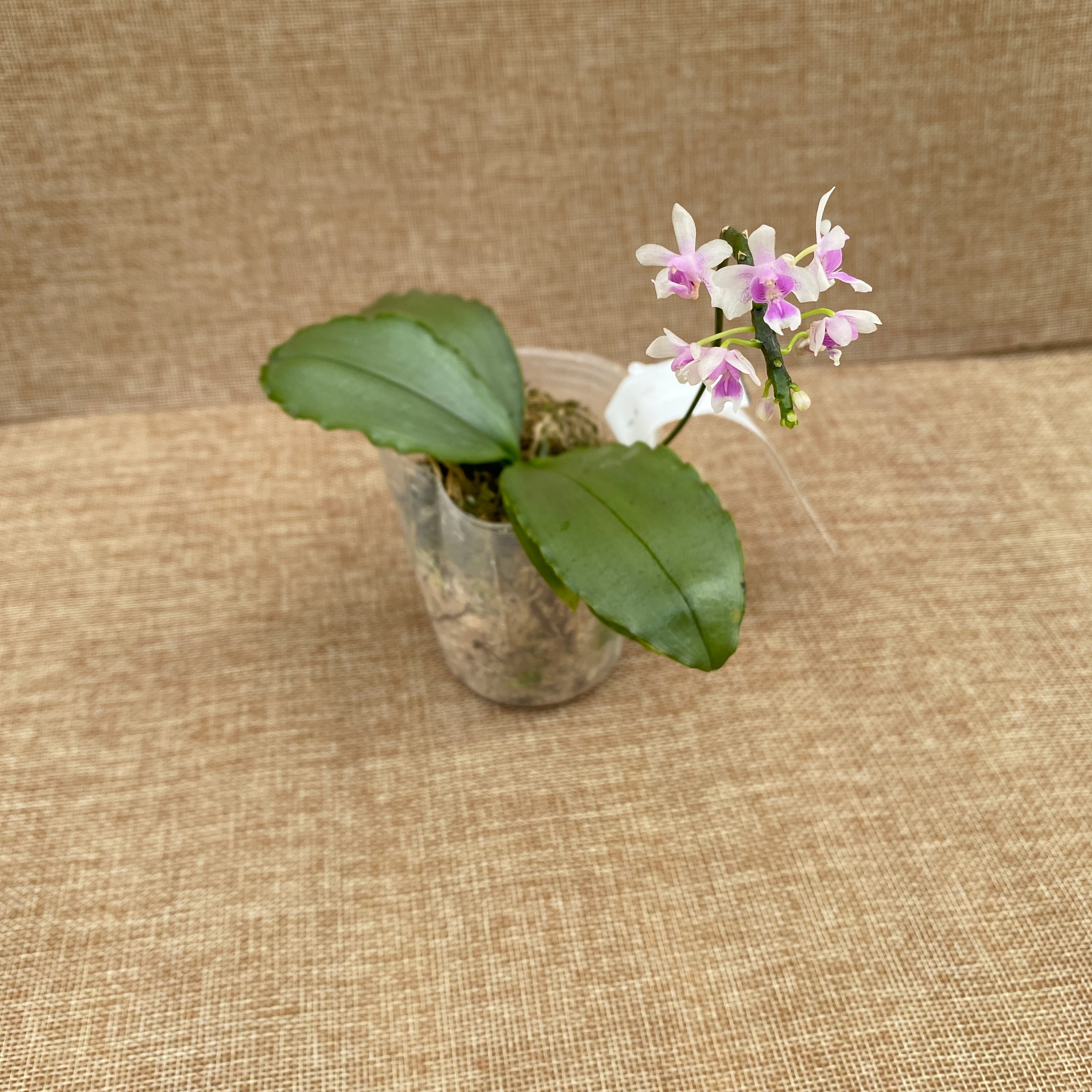 Phalaenopsis deliciosa