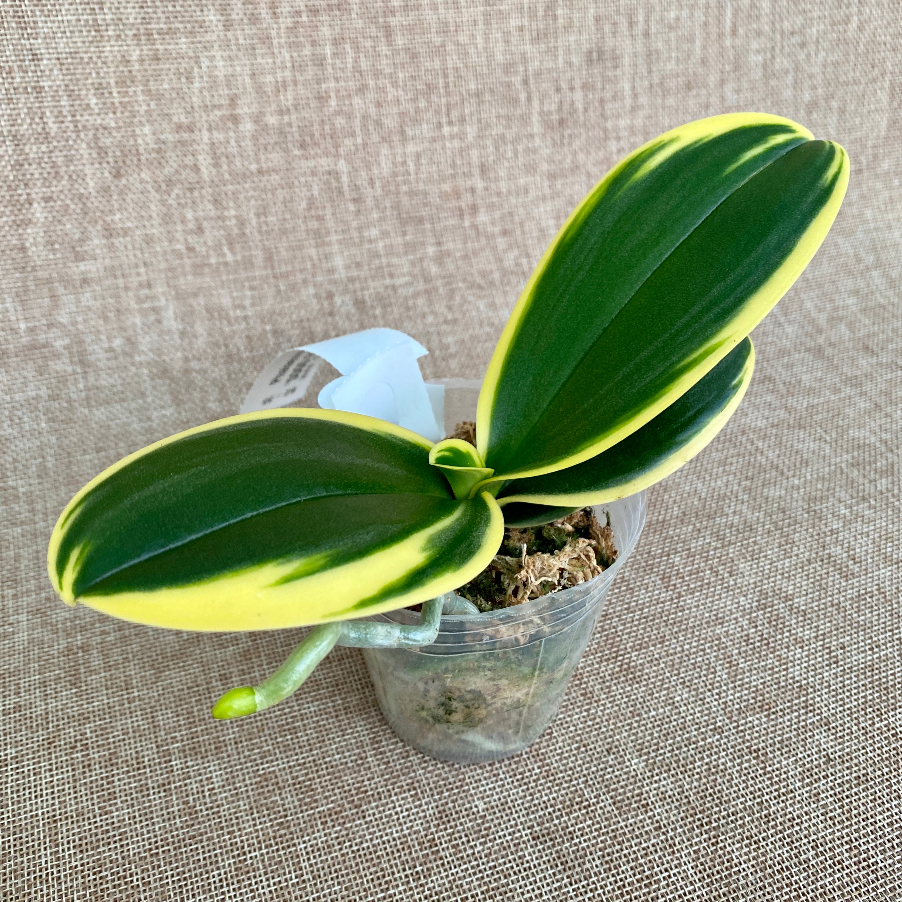 Phalaenopsis Sogo Vivien 'SOGO F858' (super variegata)