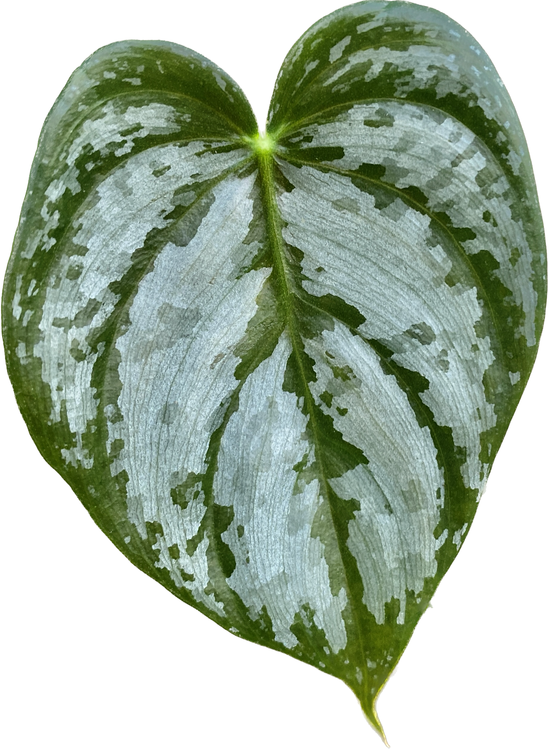 Philodendron brandtianum (Silver Leaf Philodendron) - exemplare mari