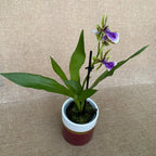 Zygopetalum maculatum - intens parfumat