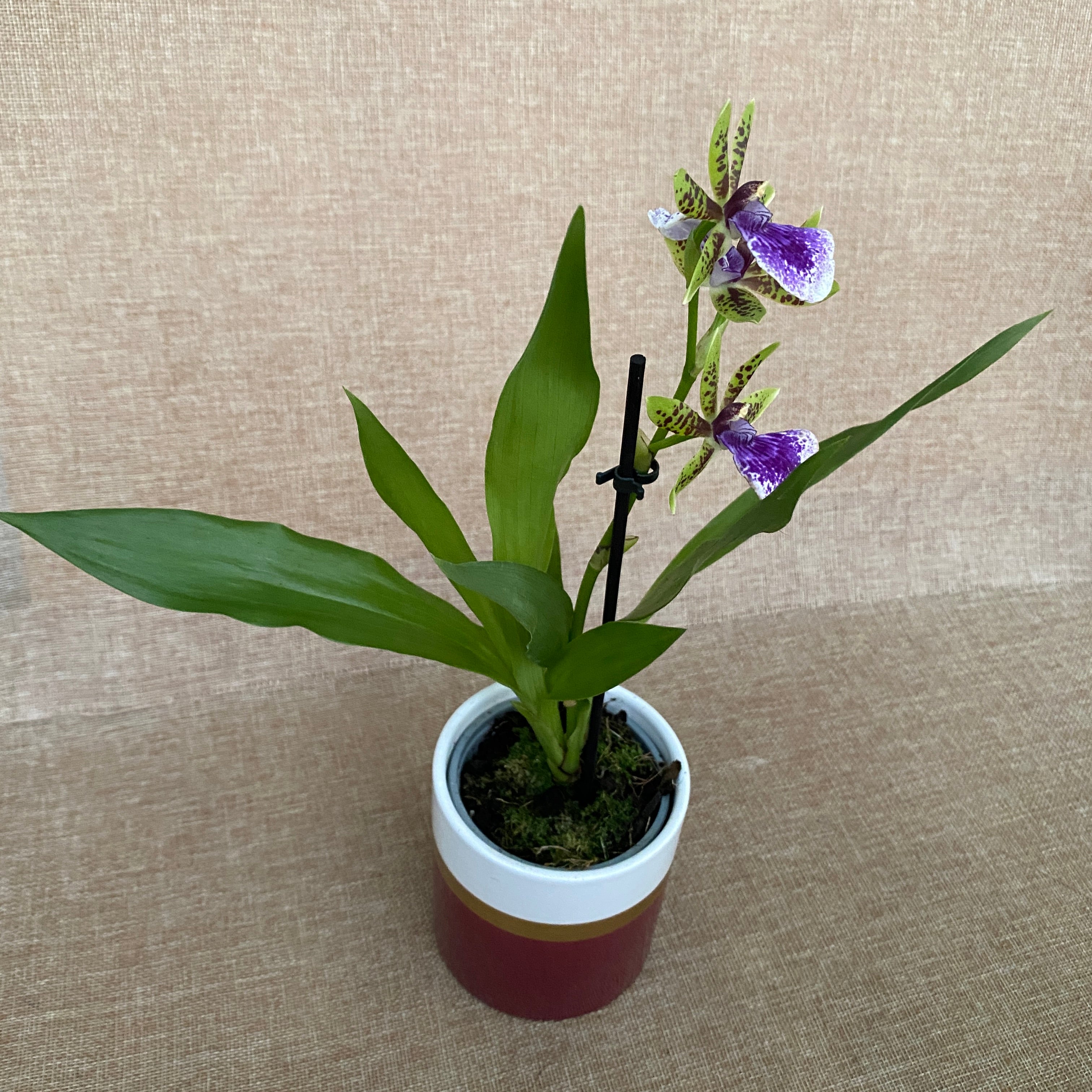 Zygopetalum maculatum - intensiv duftend