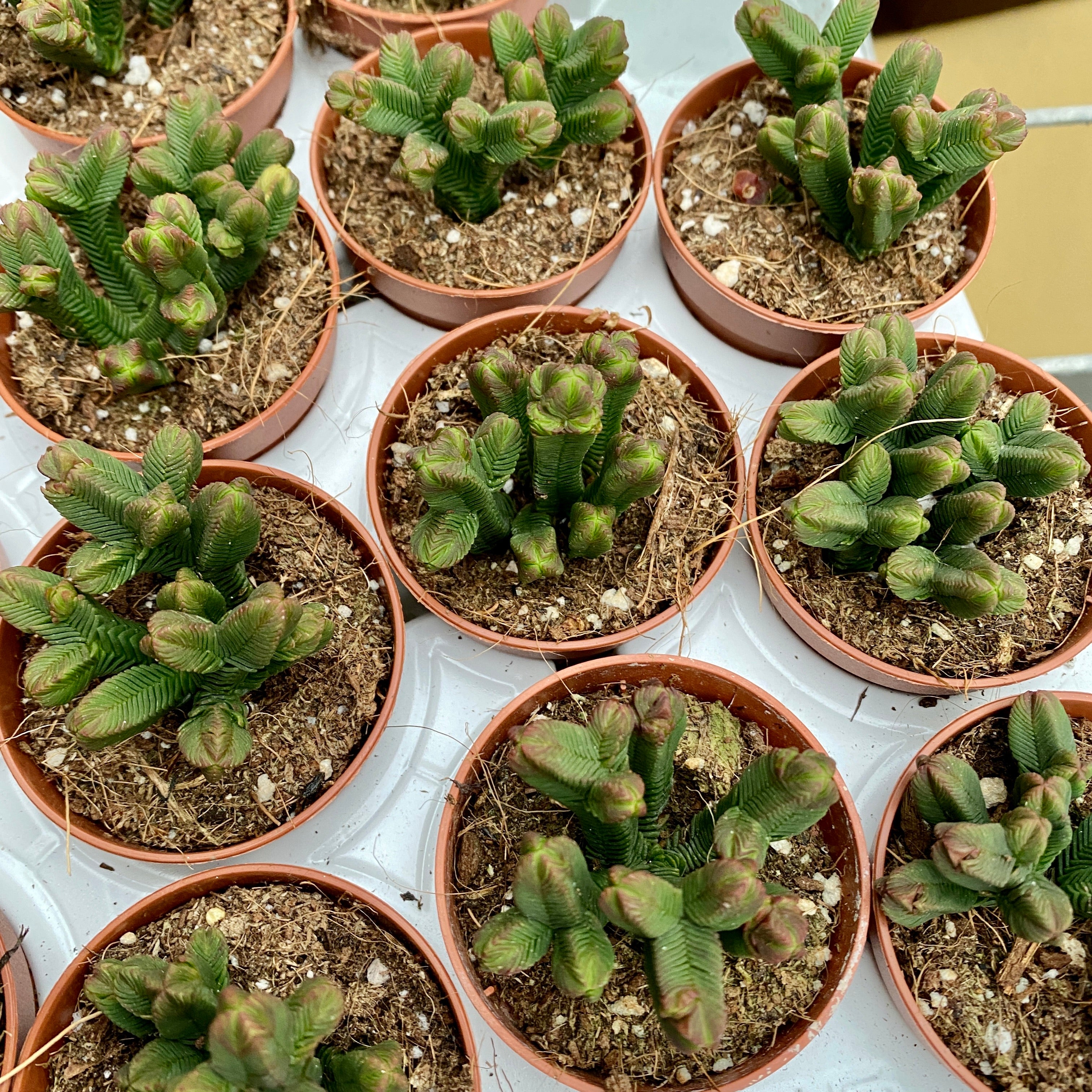 Crassula pyramidalis (Pagoda Mini Jade)