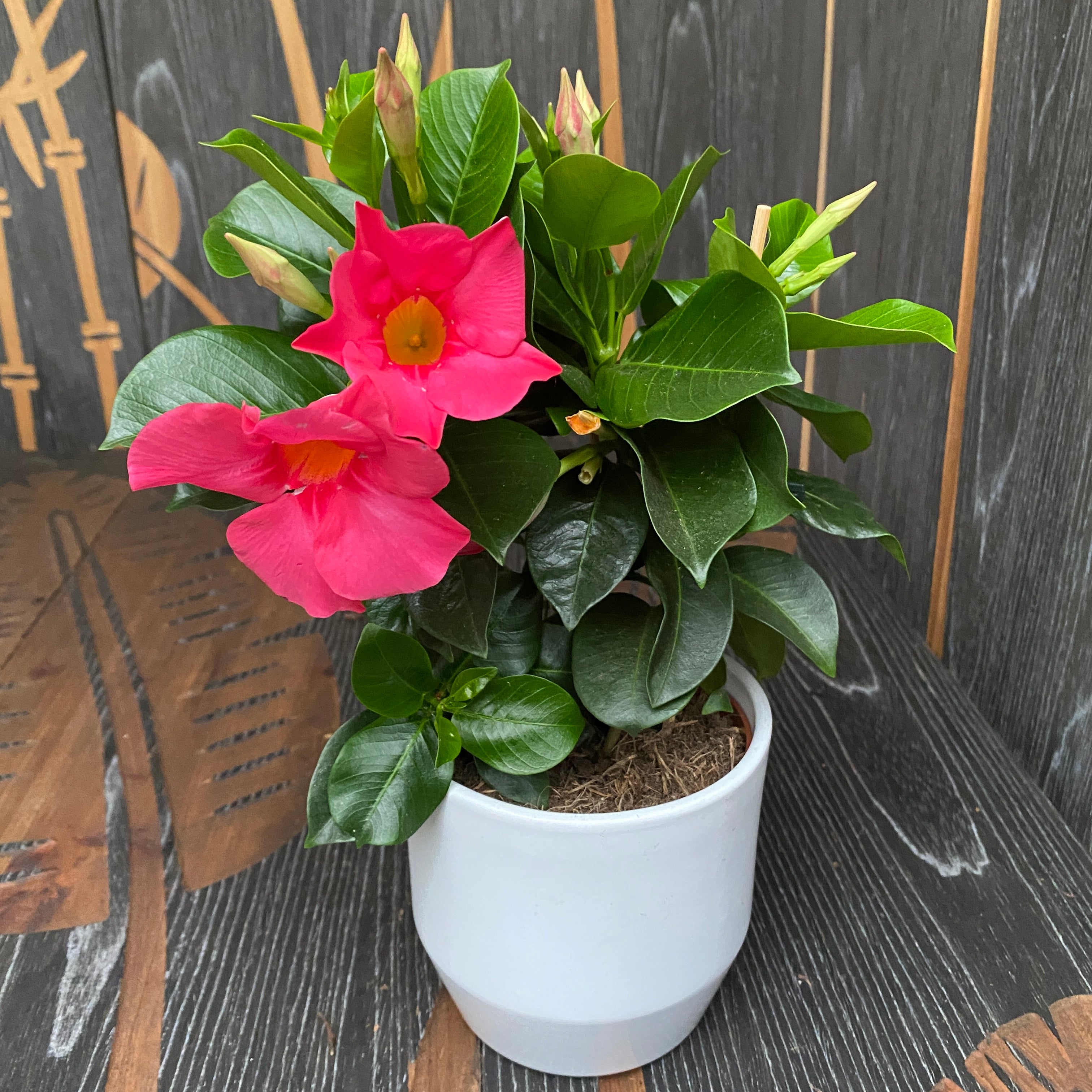 Mandevilla Light Pink - Dipladenia roz (flori parfumate)