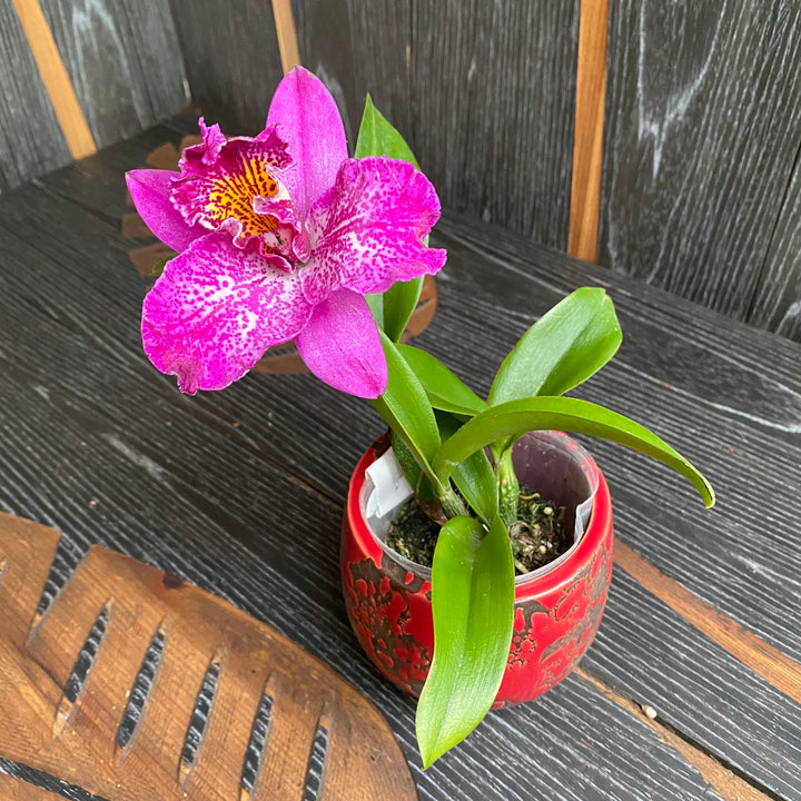 Meloara (Cattleya) Ching Sun Bright Star