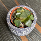 Hybrid Haworthia springbokvlakensis