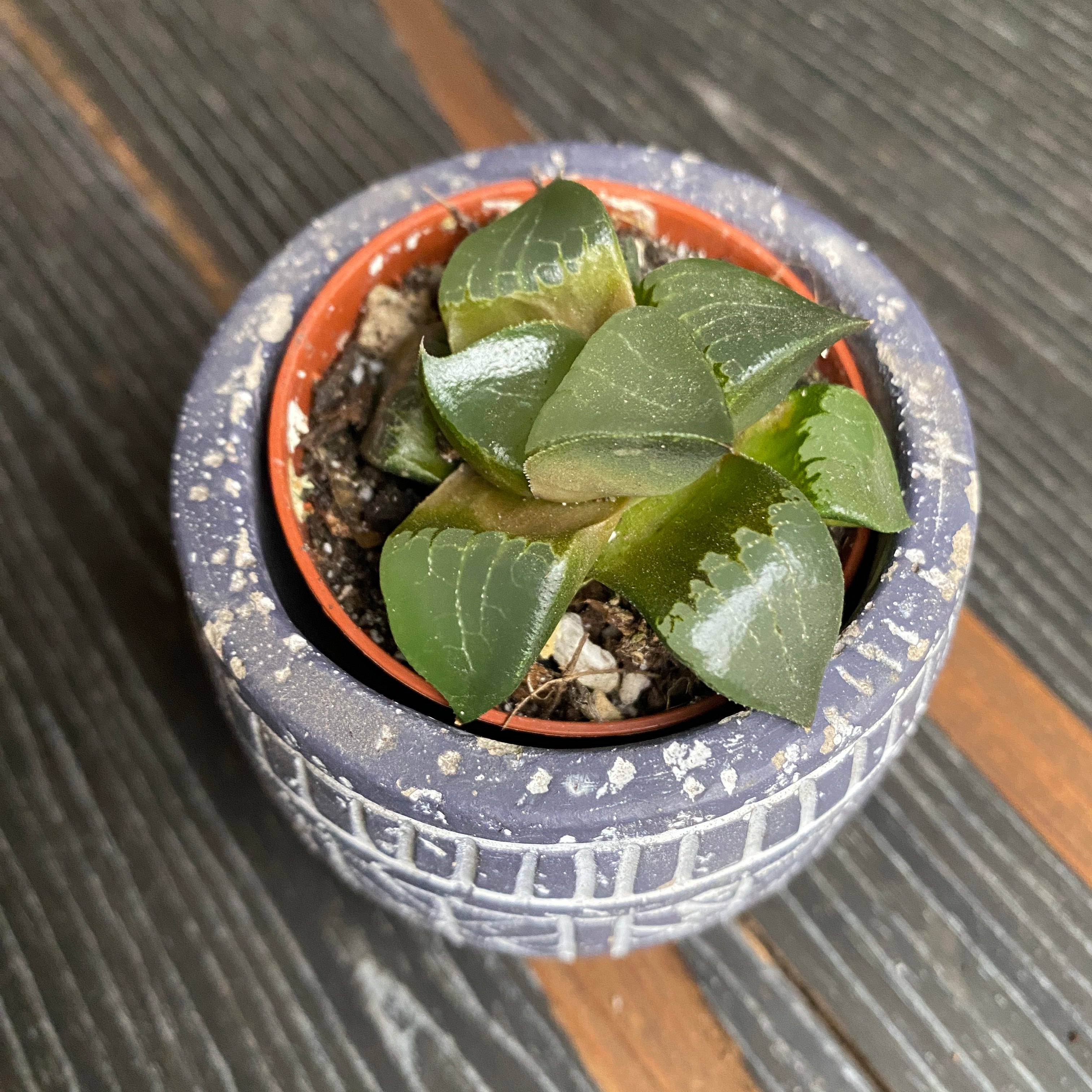 Haworthia springbokvlakensis hybrid